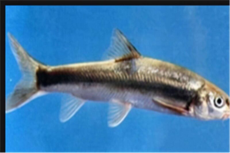 中国最昂贵十大海鱼（最贵海鱼的排行榜）-1