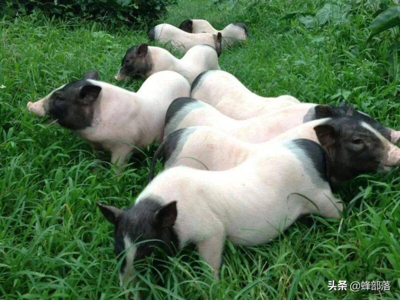 适合年轻人的养殖项目(适合穷人的创业项目养殖)-1 适合年轻人的养殖项目(适合穷人的创业项目养殖)-1