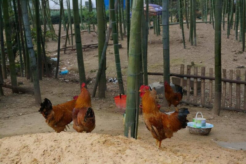 2000只散养鸡一年赚多少钱?养2000只溜达鸡利润-1 2000只散养鸡一年赚多少钱?养2000只溜达鸡利润-1