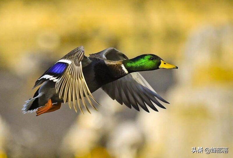 适合年轻人的养殖项目(适合穷人的创业项目养殖)-1 适合年轻人的养殖项目(适合穷人的创业项目养殖)-1