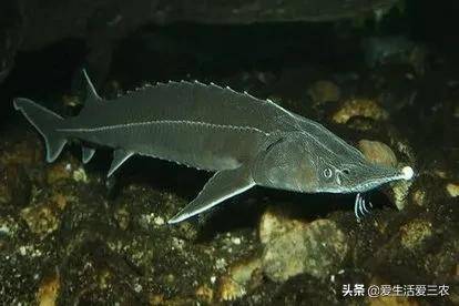 目前淡水鱼养什么鱼赚钱(十大最好养的淡水鱼)-1 目前淡水鱼养什么鱼赚钱(十大最好养的淡水鱼)-1