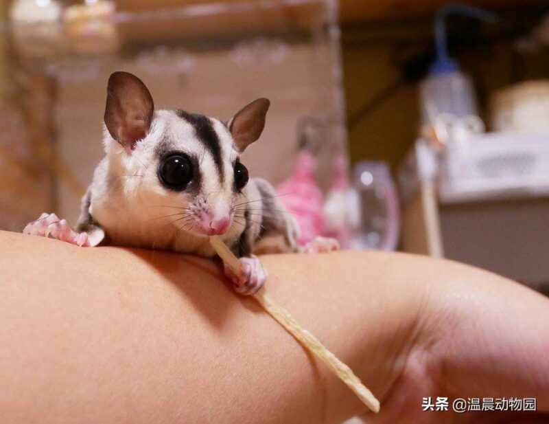 蜜袋鼯怎么养(蜜袋)-1