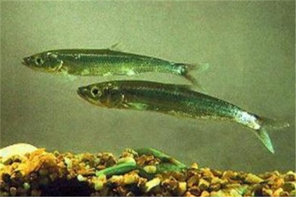 中国最昂贵十大海鱼（最贵海鱼的排行榜）-1