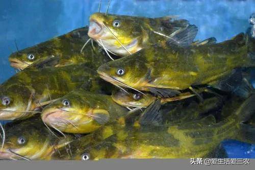 目前淡水鱼养什么鱼赚钱(十大最好养的淡水鱼)-1 目前淡水鱼养什么鱼赚钱(十大最好养的淡水鱼)-1