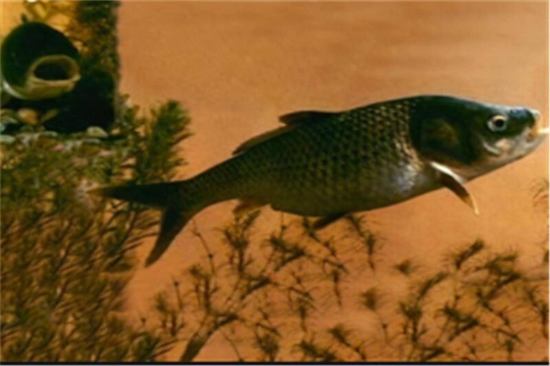 中国最昂贵十大海鱼（最贵海鱼的排行榜）-1