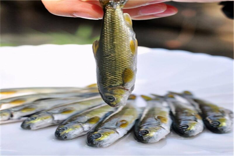 中国最昂贵十大海鱼（最贵海鱼的排行榜）-1