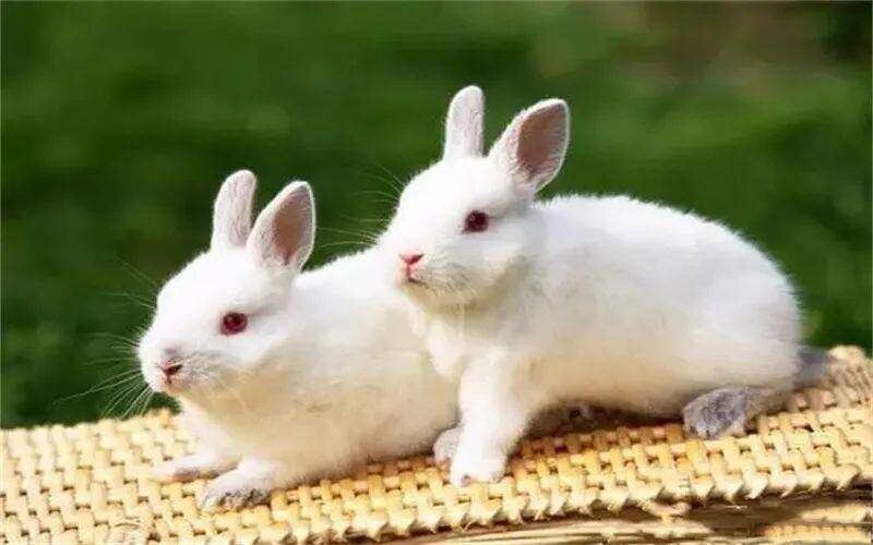 农村现在养殖什么东西最有前景(农村养殖项目)-1