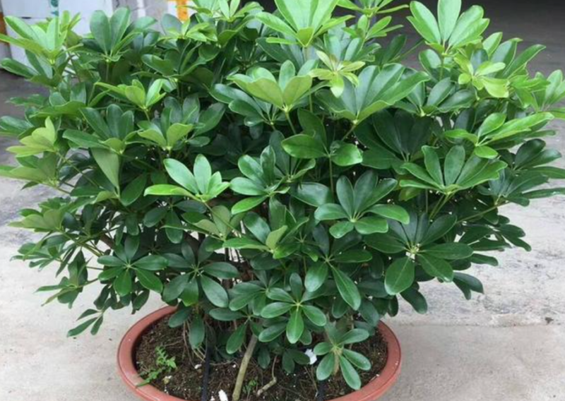 什么植物适合室内养而且好活（最容易养活的室内植物）-1