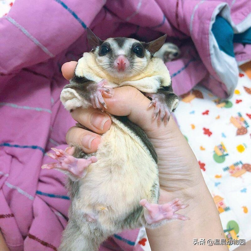 蜜袋鼯怎么养(蜜袋)-1