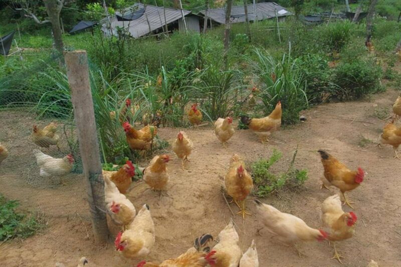 2000只散养鸡一年赚多少钱?养2000只溜达鸡利润-1 2000只散养鸡一年赚多少钱?养2000只溜达鸡利润-1