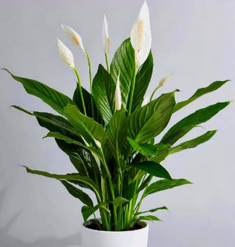 什么植物适合室内养而且好活（最容易养活的室内植物）-1