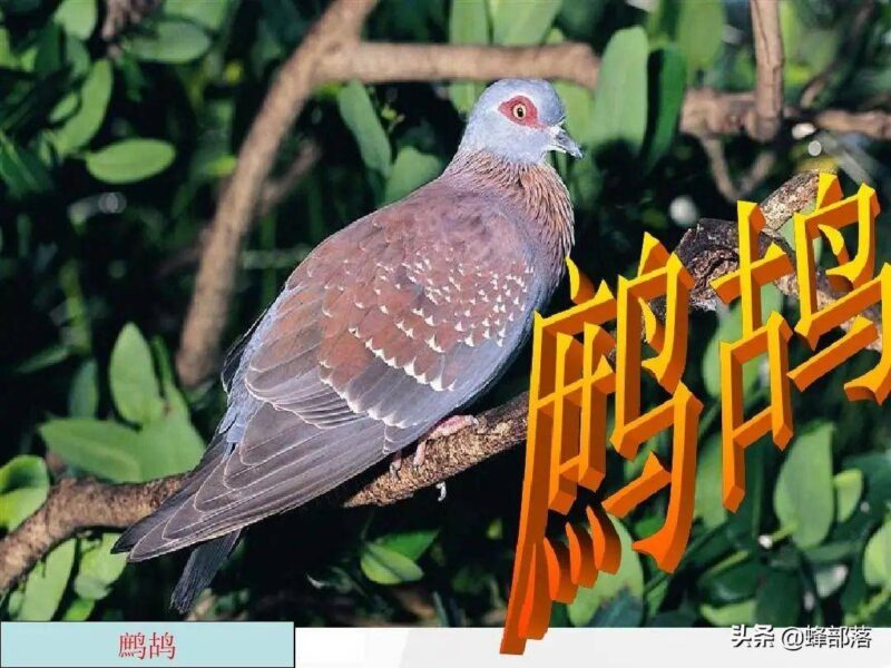 适合年轻人的养殖项目(适合穷人的创业项目养殖)-1 适合年轻人的养殖项目(适合穷人的创业项目养殖)-1