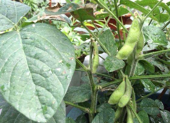 现在适合种什么蔬菜(各种蔬菜种植时间表)-1 现在适合种什么蔬菜(各种蔬菜种植时间表)-1