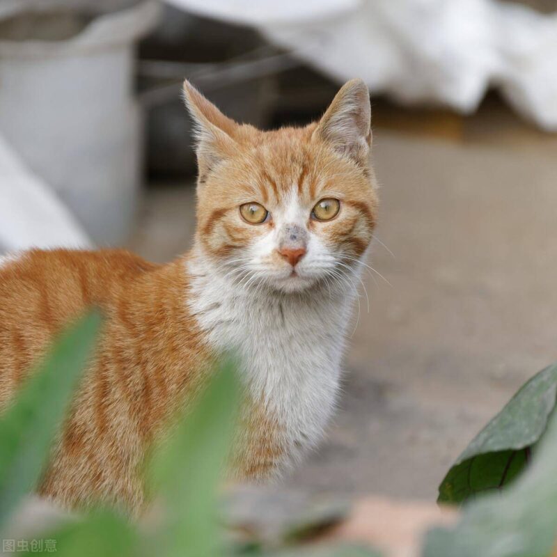 中国十大名贵猫排名-1 中国十大名贵猫排名-1