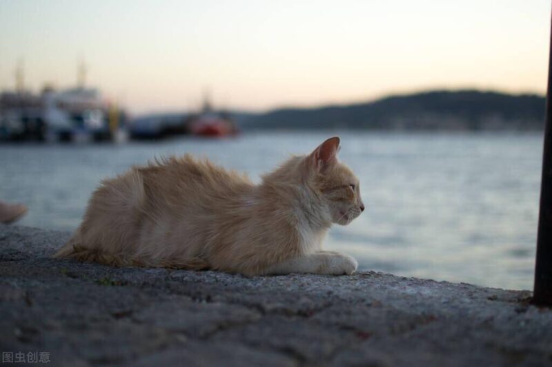 中国十大名贵猫排名-1 中国十大名贵猫排名-1