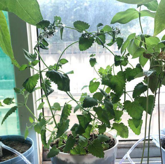 现在适合种什么蔬菜(各种蔬菜种植时间表)-1 现在适合种什么蔬菜(各种蔬菜种植时间表)-1