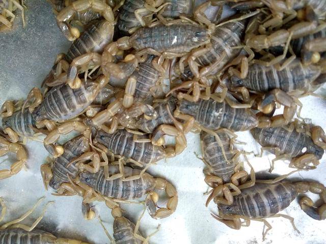 蝎子的养殖技术及市场前景(蝎子的养殖方法及注意事项)-1 蝎子的养殖技术及市场前景(蝎子的养殖方法及注意事项)-1