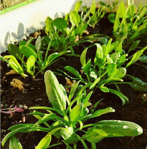 现在适合种什么蔬菜(各种蔬菜种植时间表)-1 现在适合种什么蔬菜(各种蔬菜种植时间表)-1