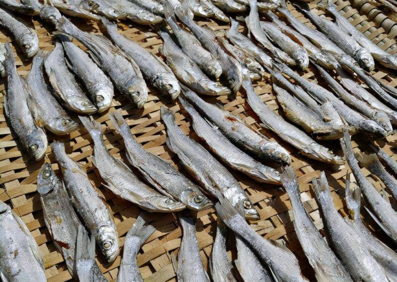 翘嘴鱼为什么这么贵?翘嘴鱼贵的原因分析-1 翘嘴鱼为什么这么贵?翘嘴鱼贵的原因分析-1