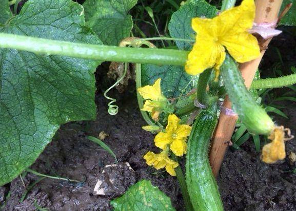 现在适合种什么蔬菜(各种蔬菜种植时间表)-1 现在适合种什么蔬菜(各种蔬菜种植时间表)-1