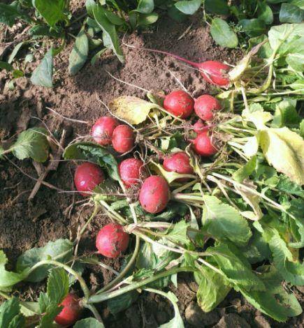 现在适合种什么蔬菜(各种蔬菜种植时间表)-1 现在适合种什么蔬菜(各种蔬菜种植时间表)-1