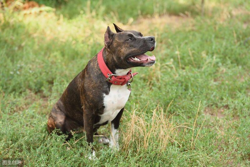 小型犬排名前10名(小型犬品种大全排行榜)-1 小型犬排名前10名(小型犬品种大全排行榜)-1