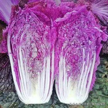 农村养什么赚钱好养？目前养殖什么最有前景-1