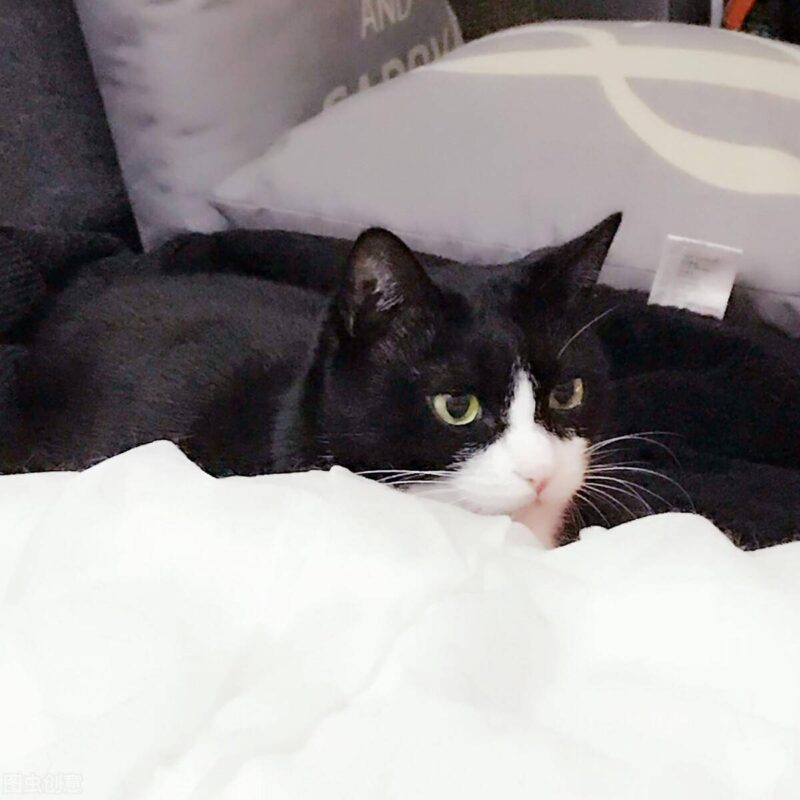 中国十大名贵猫排名-1 中国十大名贵猫排名-1