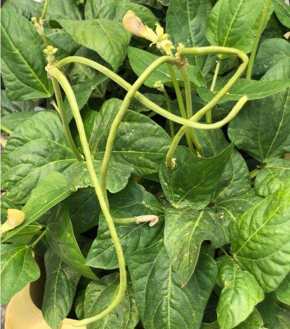 现在适合种什么蔬菜(各种蔬菜种植时间表)-1 现在适合种什么蔬菜(各种蔬菜种植时间表)-1