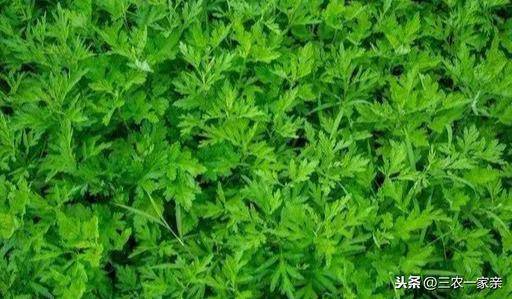 小鸡吃什么食物(在家里养小鸡技巧)-1