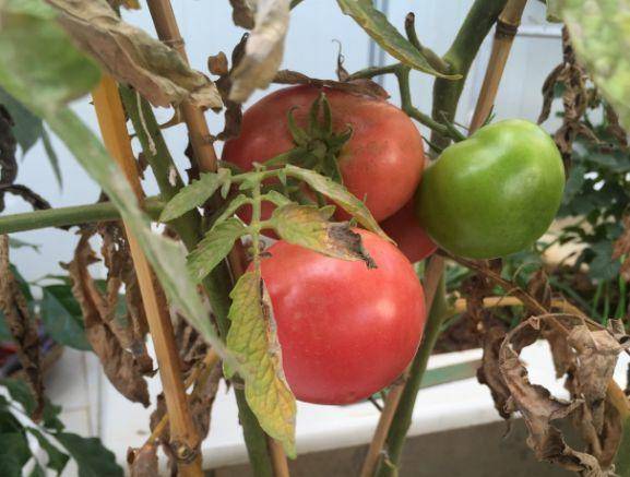 现在适合种什么蔬菜(各种蔬菜种植时间表)-1 现在适合种什么蔬菜(各种蔬菜种植时间表)-1