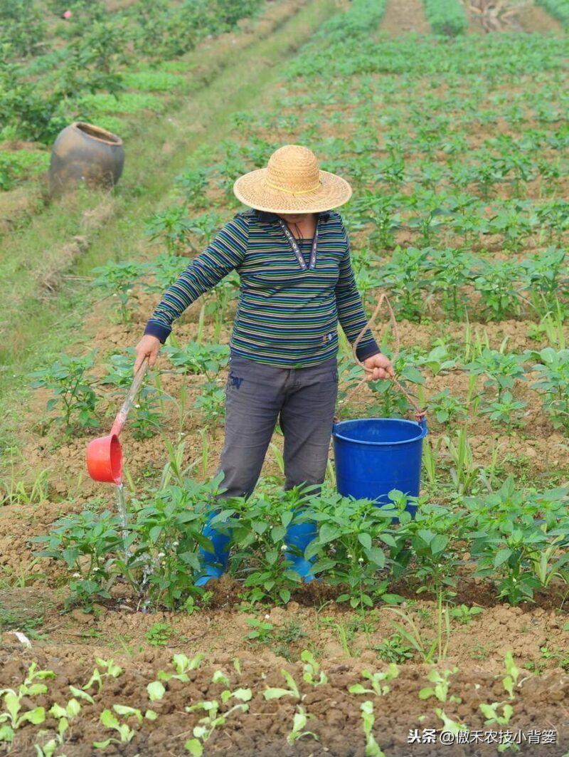 辣椒种植与管理技术-1 辣椒种植与管理技术-1
