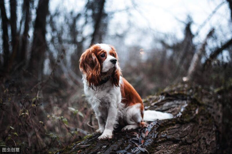 小型犬排名前10名(小型犬品种大全排行榜)-1 小型犬排名前10名(小型犬品种大全排行榜)-1