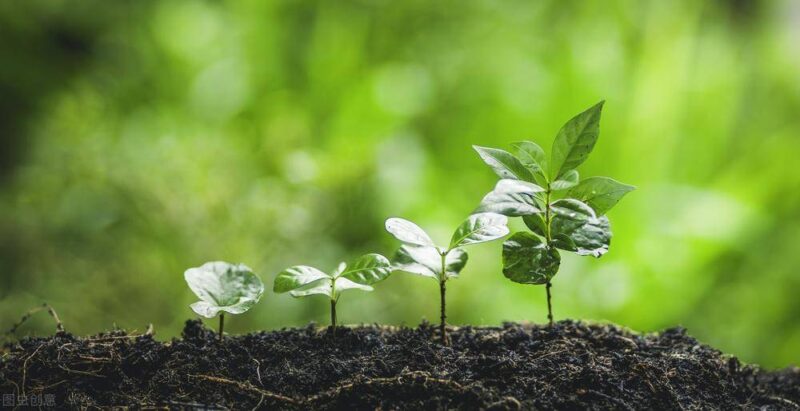 种地种什么赚钱-1