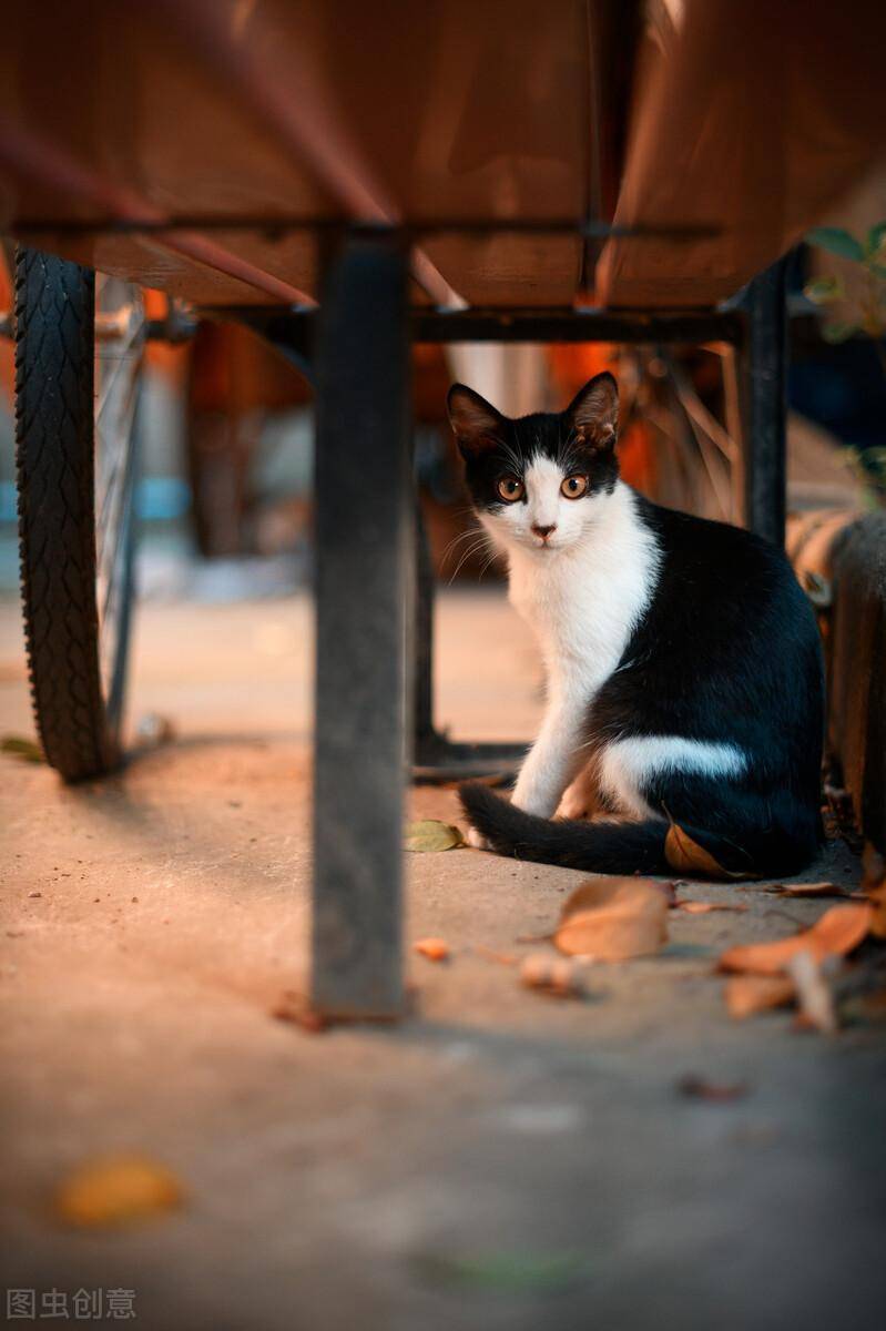 中国十大名贵猫排名-1 中国十大名贵猫排名-1