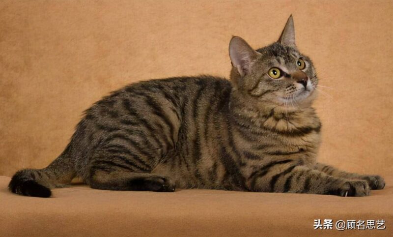 中国十大名贵猫排名-1 中国十大名贵猫排名-1