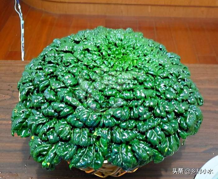 现在季节种什么蔬菜最好(10月份适合种什么蔬菜)-1 现在季节种什么蔬菜最好(10月份适合种什么蔬菜)-1