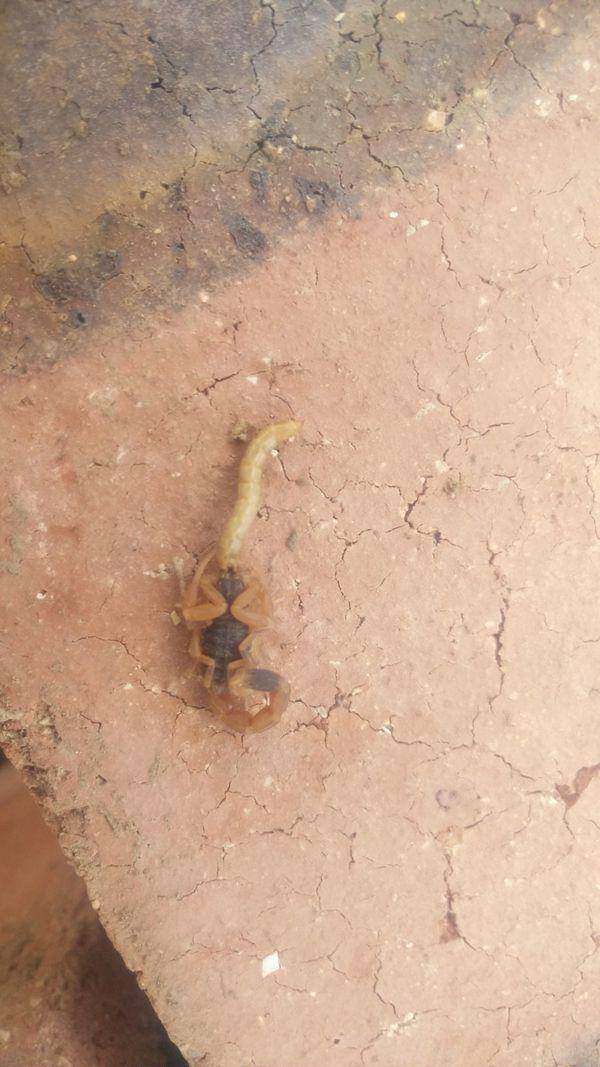 蝎子的养殖技术及市场前景(蝎子的养殖方法及注意事项)-1 蝎子的养殖技术及市场前景(蝎子的养殖方法及注意事项)-1