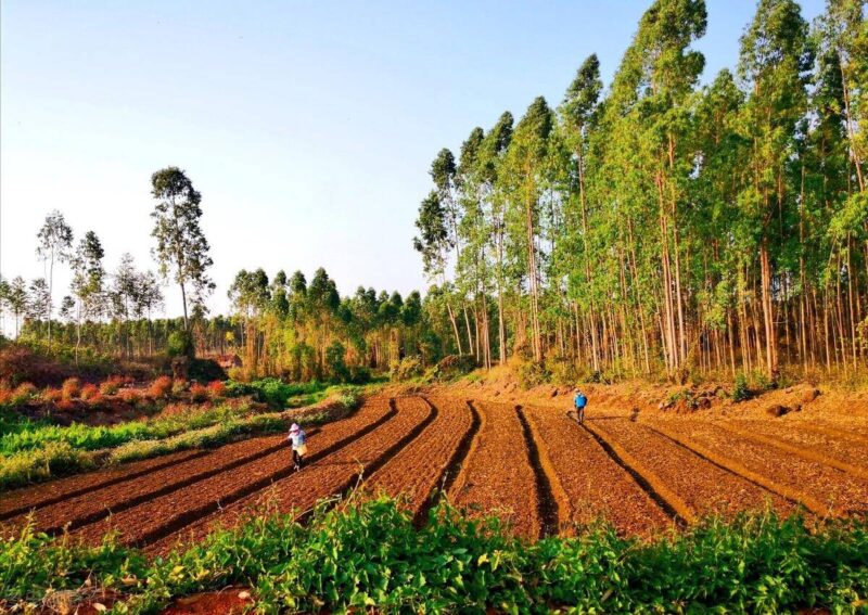 种地种什么赚钱-1