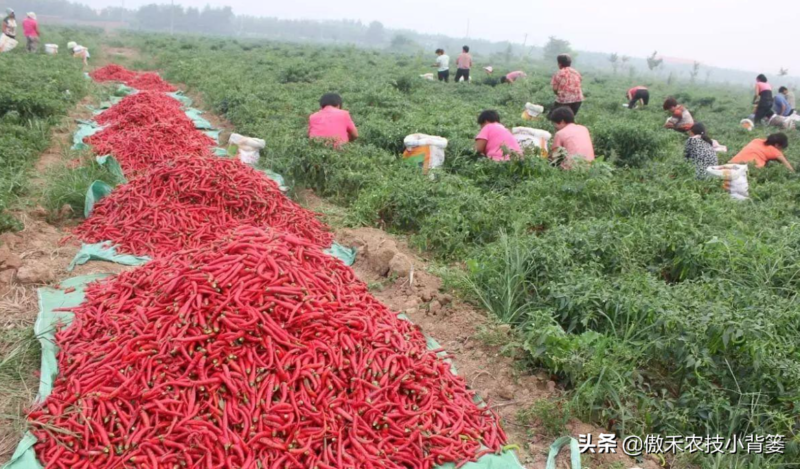 辣椒种植与管理技术-1 辣椒种植与管理技术-1