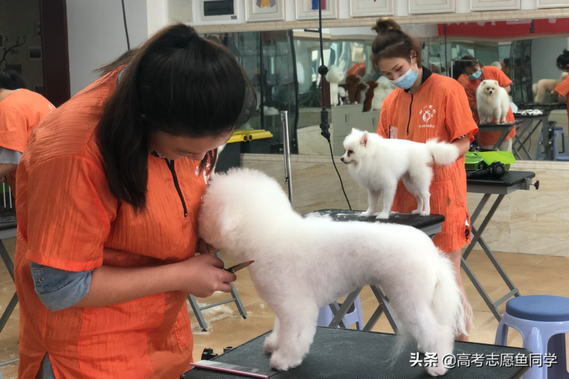 男生学什么技术最吃香(未来男生十大吃香技术)-1