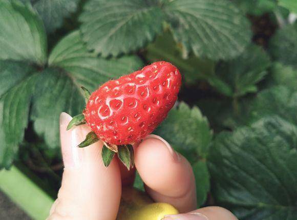 现在适合种什么蔬菜(各种蔬菜种植时间表)-1 现在适合种什么蔬菜(各种蔬菜种植时间表)-1