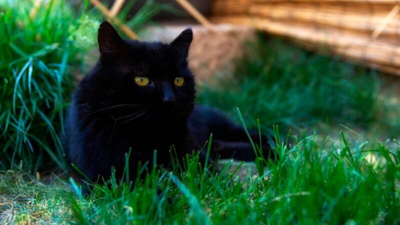 中国十大名贵猫排名-1 中国十大名贵猫排名-1