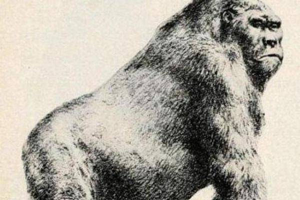 已灭绝的十大最强怪物(十大灭绝的可怕古生物)-1 已灭绝的十大最强怪物(十大灭绝的可怕古生物)-1