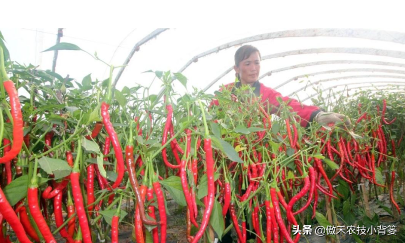 辣椒种植与管理技术-1 辣椒种植与管理技术-1