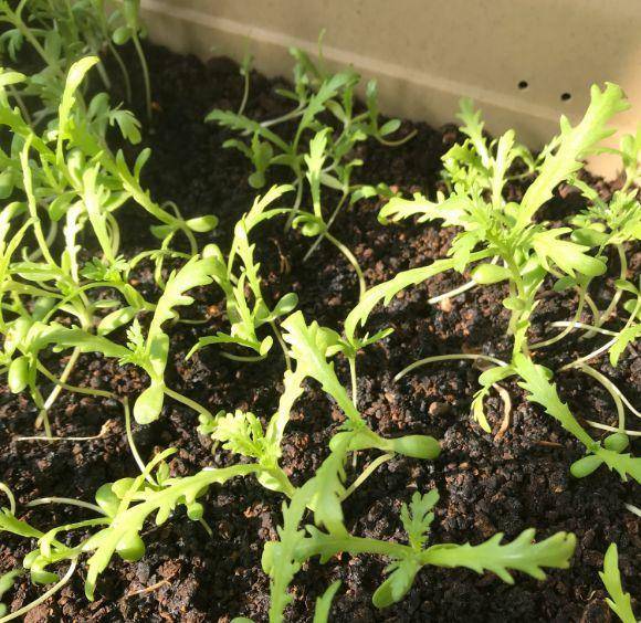 现在适合种什么蔬菜(各种蔬菜种植时间表)-1 现在适合种什么蔬菜(各种蔬菜种植时间表)-1