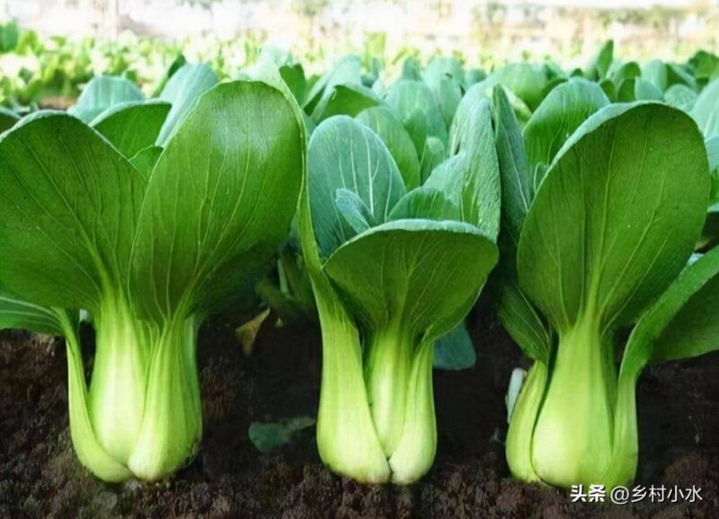 现在季节种什么蔬菜最好(10月份适合种什么蔬菜)-赚在家创业号