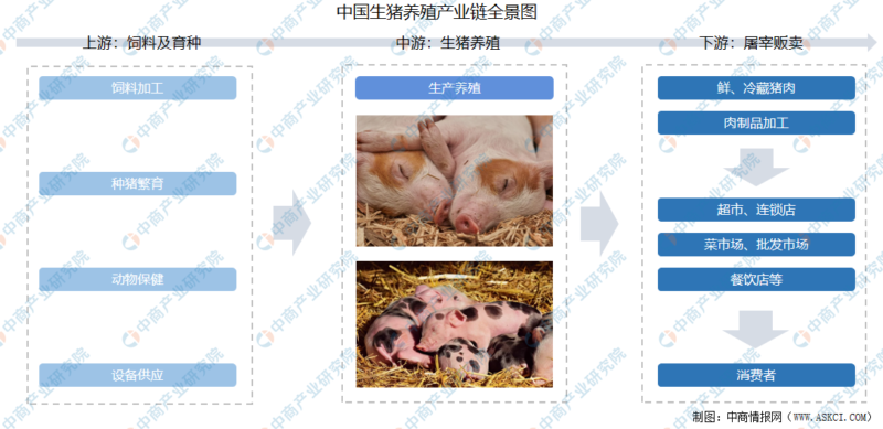 现在养猪前景如何?2022年养猪的前景分析-赚在家创业号