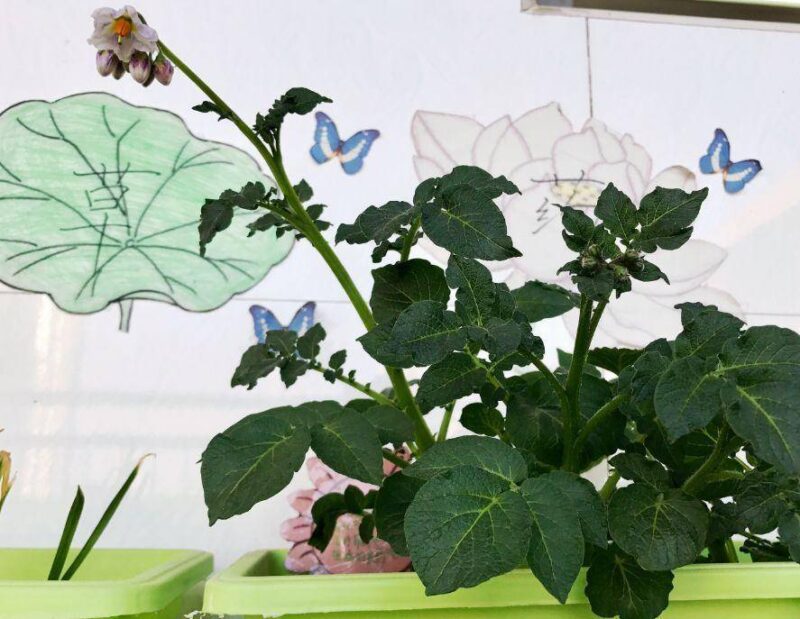 现在适合种什么蔬菜(各种蔬菜种植时间表)-1 现在适合种什么蔬菜(各种蔬菜种植时间表)-1