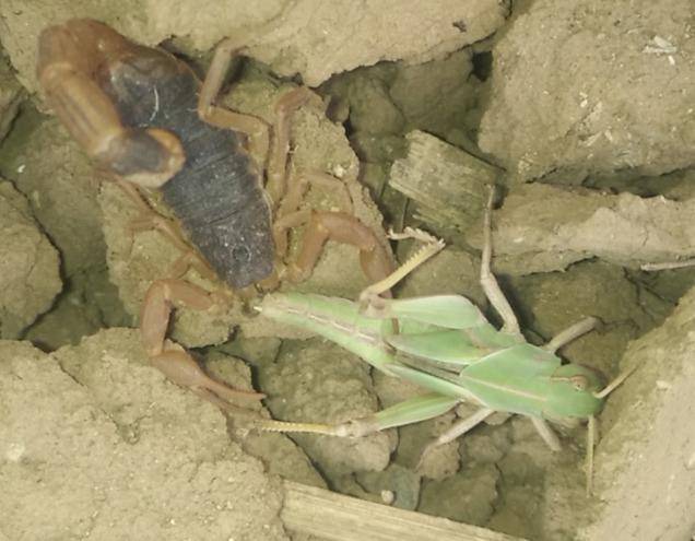 蝎子的养殖技术及市场前景(蝎子的养殖方法及注意事项)-1 蝎子的养殖技术及市场前景(蝎子的养殖方法及注意事项)-1